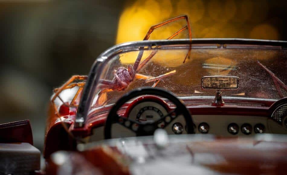 How Long Can a Spider Live In a Car?